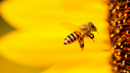 From Honeybees to Giant Trees, Inspired by Nature