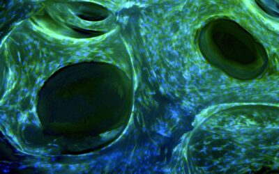 Innovation’s Ideals