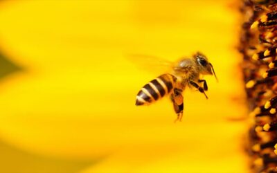 From Honeybees to Giant Trees, Inspired by Nature